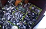 Gırgır ile Balıkçılık – Sargosun Belini Kırmışlar