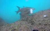 GoPro Kamera ile Sualtı Balıkçılık
