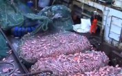 Balık avı videoları – ilginç balık avı görüntüleri