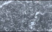 Köroğlu Balıkçılık Gürcistan Hamsi Avı 2016