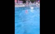 gebze su sporları yüzme kulubü